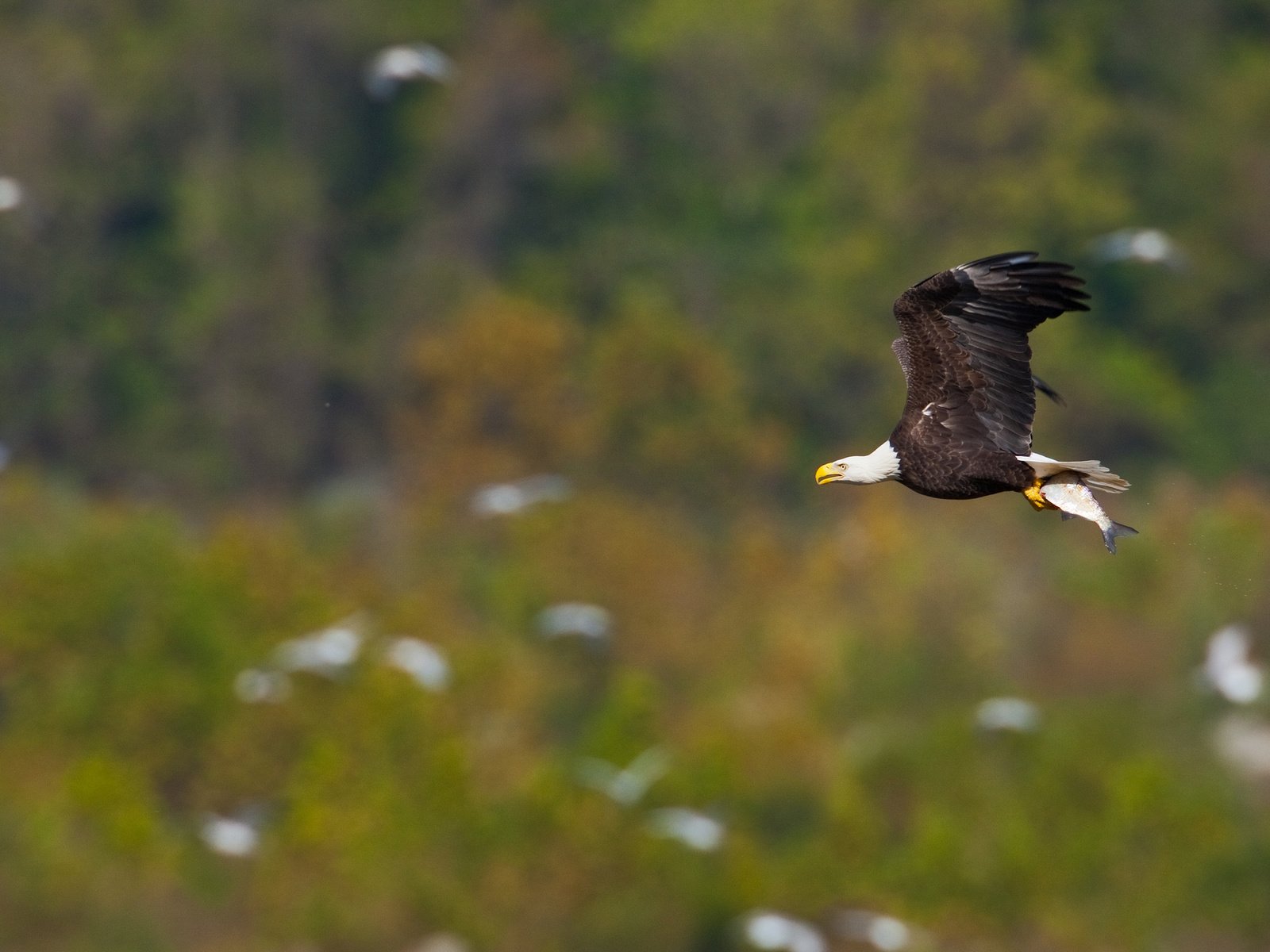 Обои полет, крылья, птица, рыба, белоголовый орлан, flight, wings, bird, fish, bald eagle разрешение 2048x1365 Загрузить