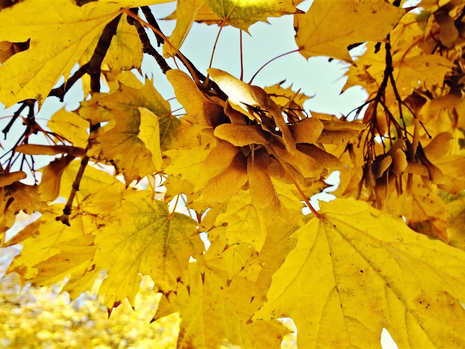 Обои природа, листья, осень, nature, leaves, autumn разрешение 3072x1728 Загрузить