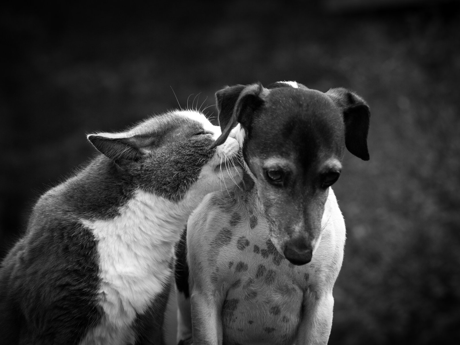 Обои кот, кошка, чёрно-белое, собака, дружба, друзья, cat, black and white, dog, friendship, friends разрешение 2048x1355 Загрузить