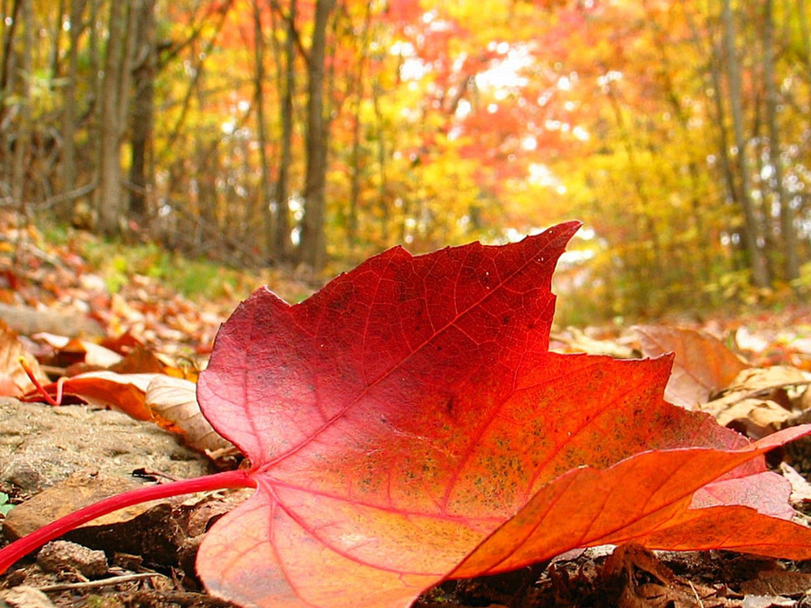 Обои деревья, природа, лес, осень, лист, trees, nature, forest, autumn, sheet разрешение 1920x1200 Загрузить