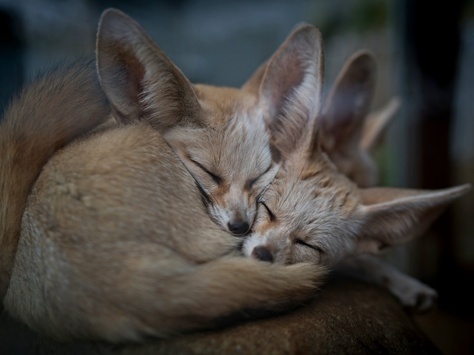 Обои природа, животные, фенек, ушки, уют, лисички, nature, animals, fenech, ears, comfort, chanterelles разрешение 2880x1921 Загрузить