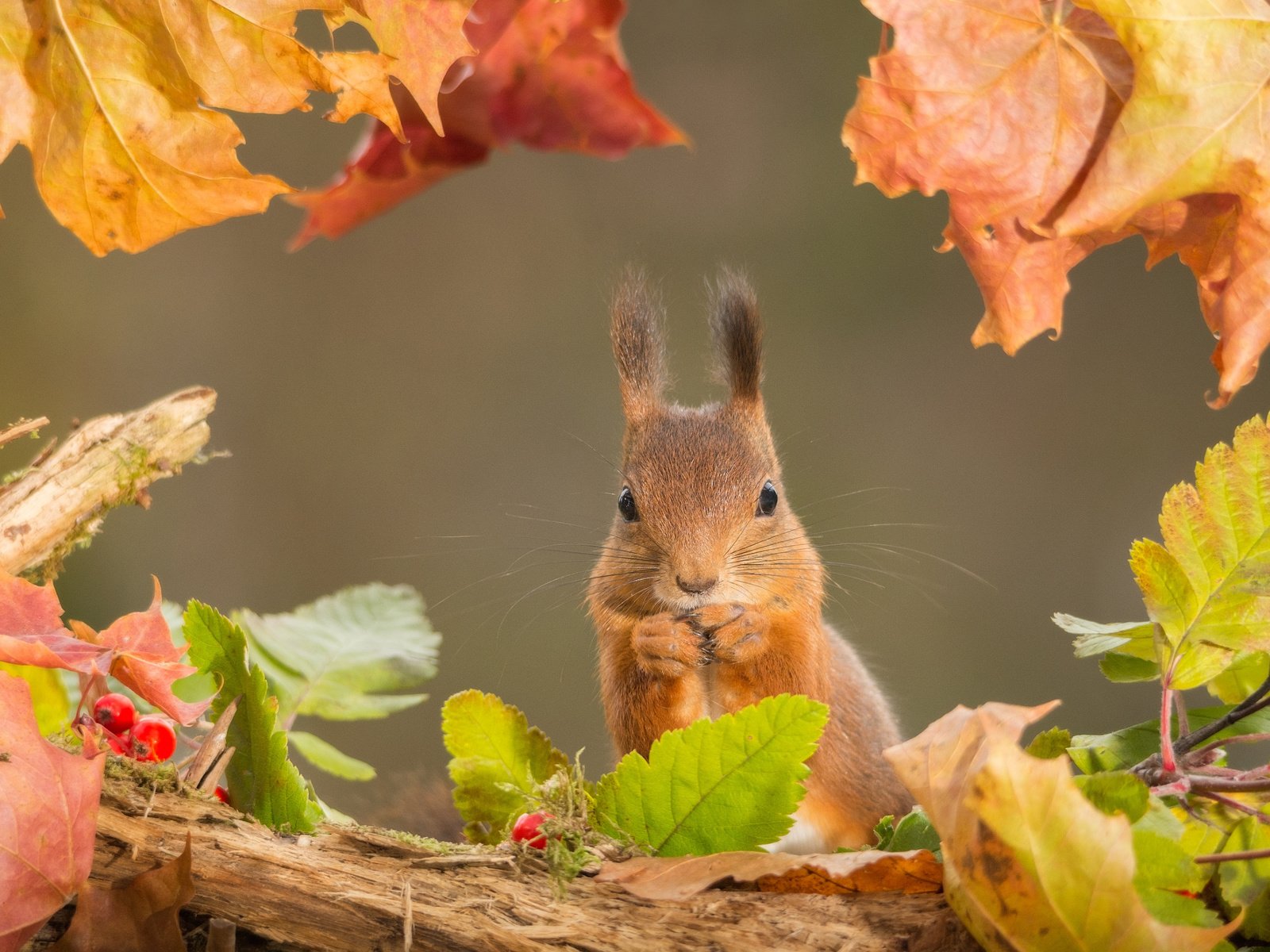 Обои листья, осень, рыжая, белка, leaves, autumn, red, protein разрешение 2048x1365 Загрузить