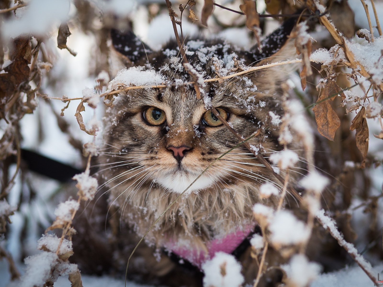 Обои снег, зима, кот, кошка, взгляд, мейн-кун, snow, winter, cat, look, maine coon разрешение 2000x1333 Загрузить