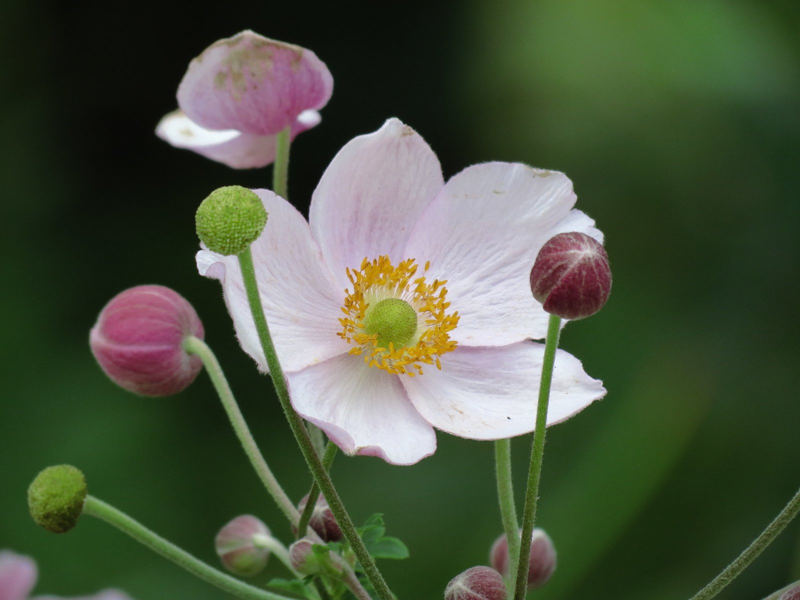 Обои белые лепестки, anemone hupehensis, японский анемон, white petals, japanese anemone разрешение 4000x3000 Загрузить