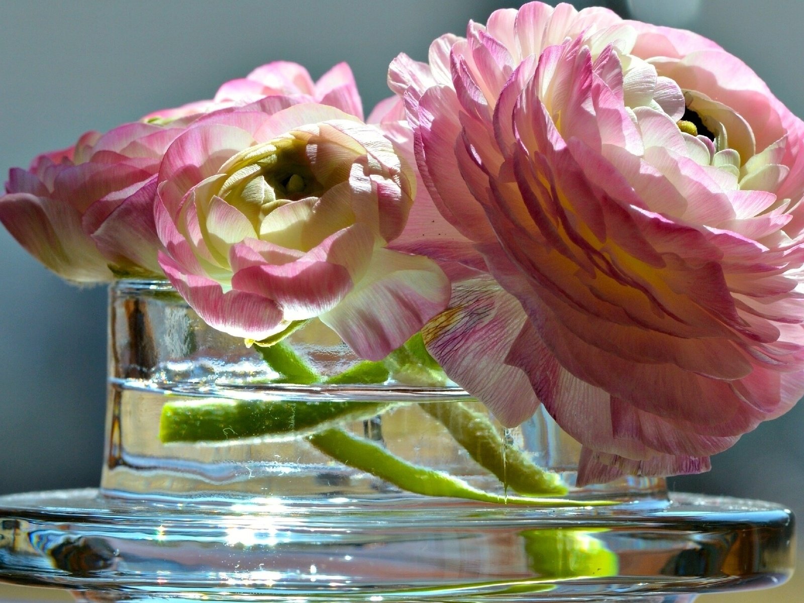 Обои цветы, ваза, лютик, азиатский, flowers, vase, buttercup, asian разрешение 1920x1200 Загрузить