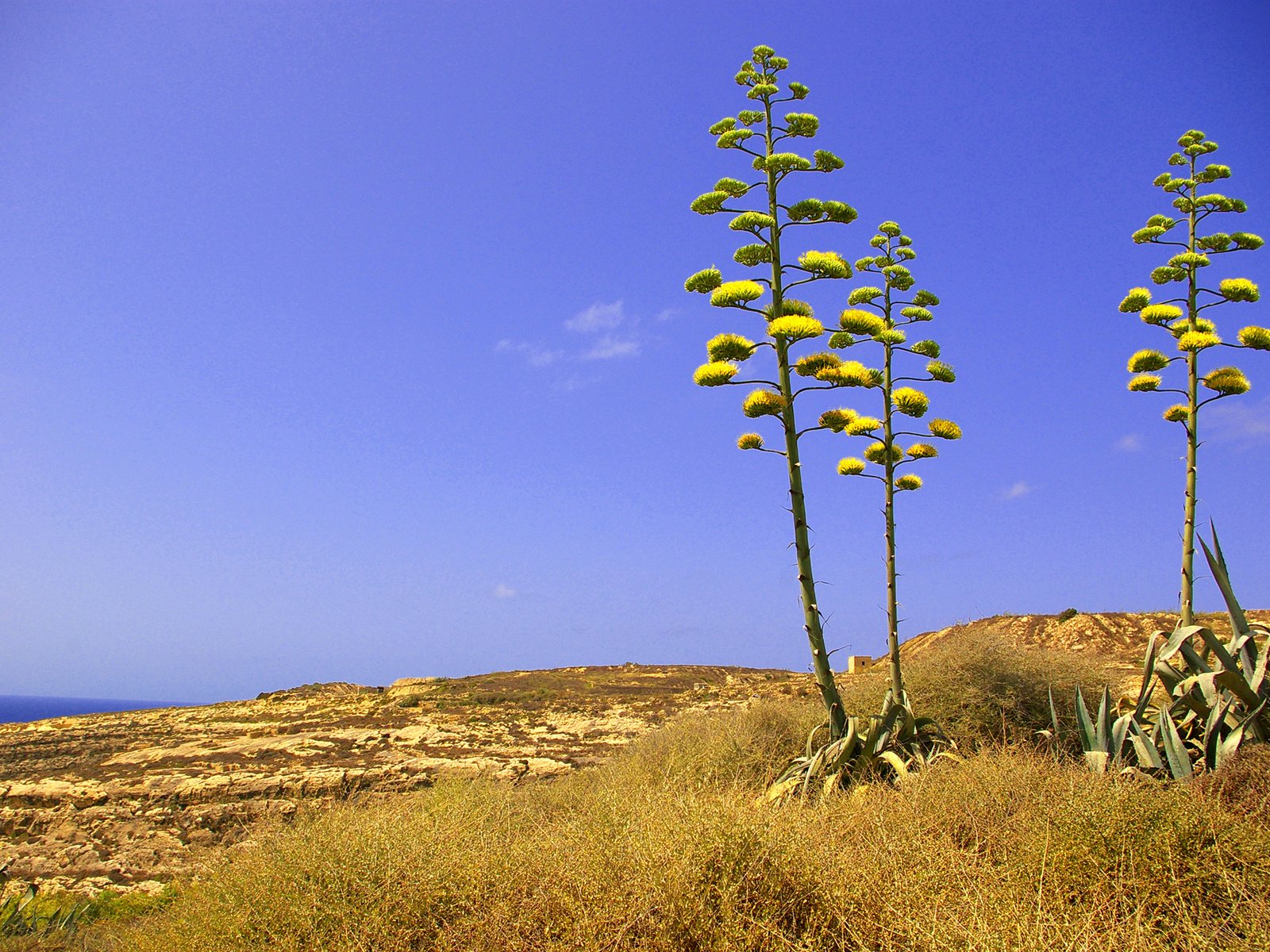 Обои небо, трава, скалы, цветок, растение, мальта, двейра, the sky, grass, rocks, flower, plant, malta, dwejra разрешение 2048x1412 Загрузить