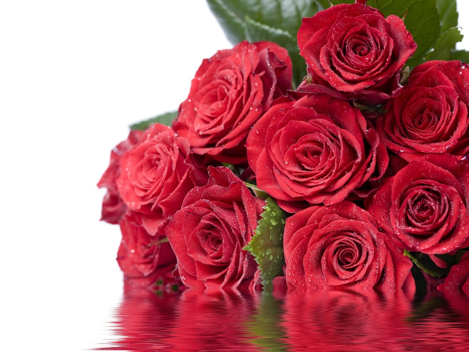 Обои цветы, вода, листья, отражение, капли, розы, красные, flowers, water, leaves, reflection, drops, roses, red разрешение 4368x3034 Загрузить