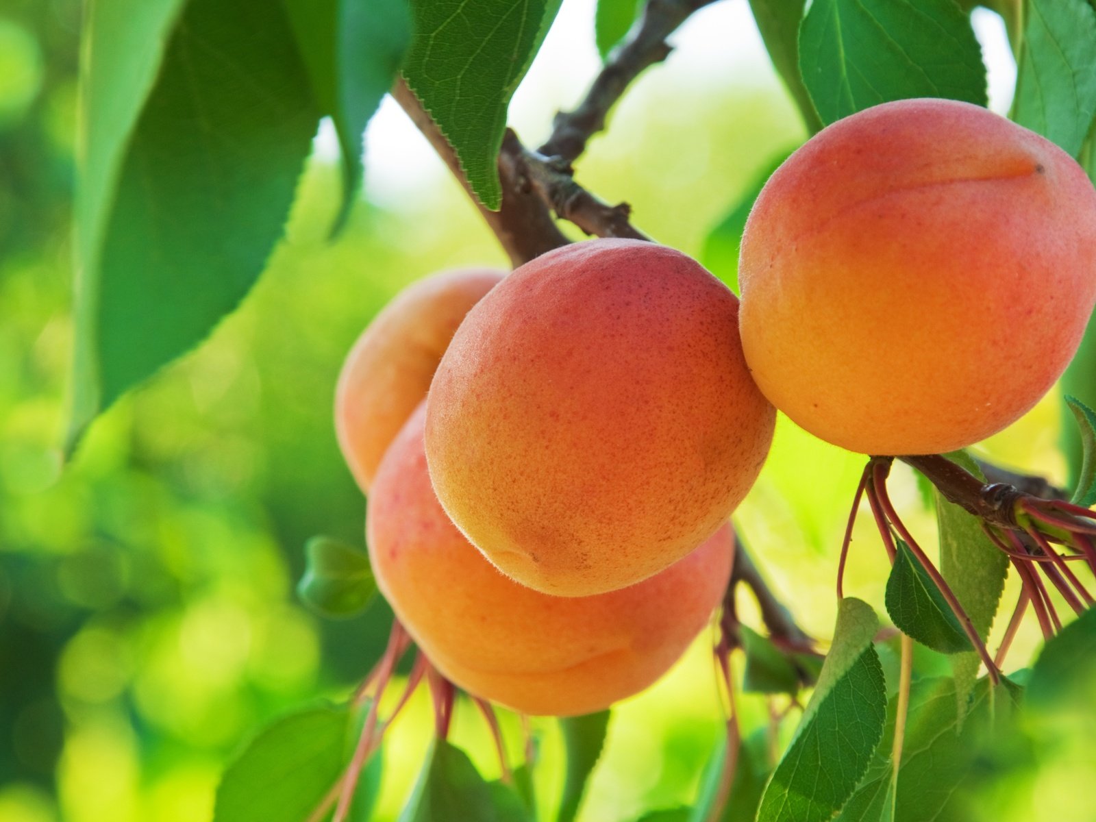 Обои фрукты, абрикос, абрикосы, fruit, apricot, apricots разрешение 6410x4257 Загрузить