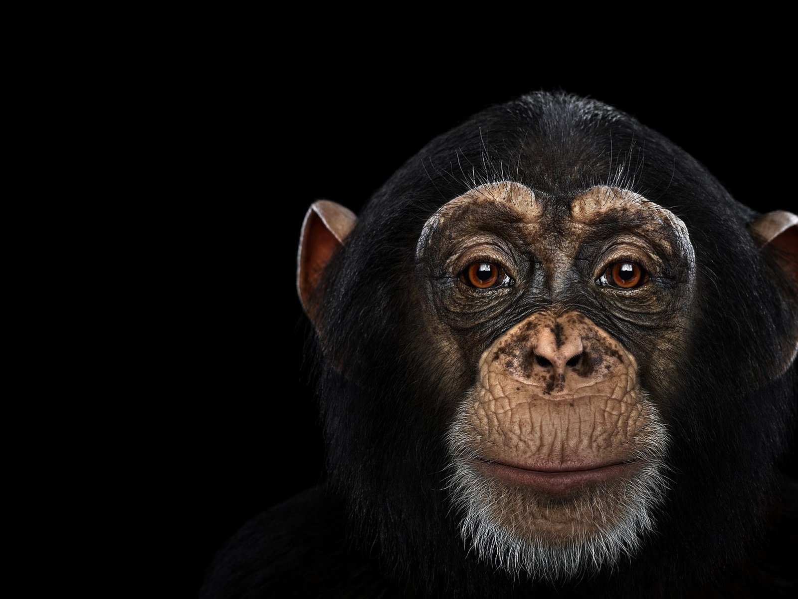 Обои фон, взгляд, обезьяна, шимпанзе, chimpanzee, background, look, monkey, chimpanzees разрешение 1920x1288 Загрузить