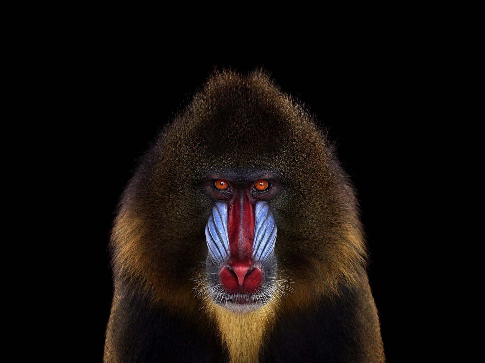 Обои фон, взгляд, обезьяна, мандрил, background, look, monkey, mandrill разрешение 1920x1288 Загрузить