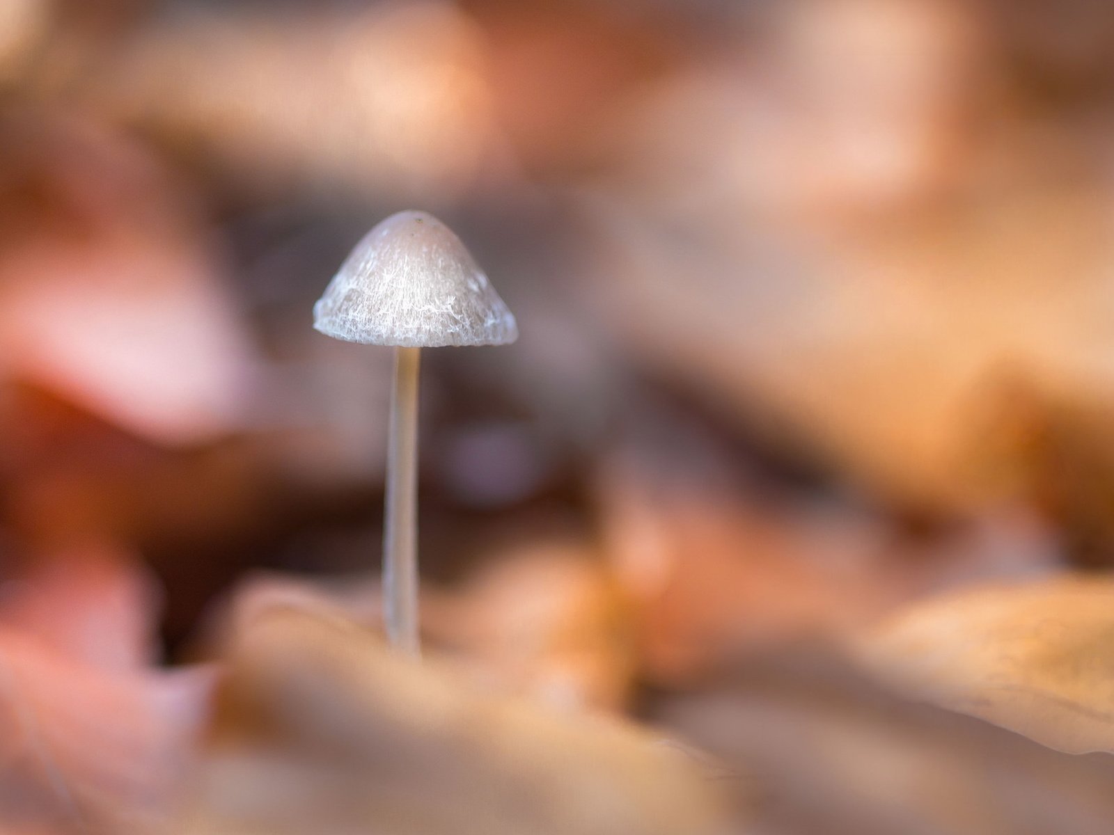 Обои природа, фон, грибы, размытость, гриб, nature, background, mushrooms, blur, mushroom разрешение 2047x1271 Загрузить