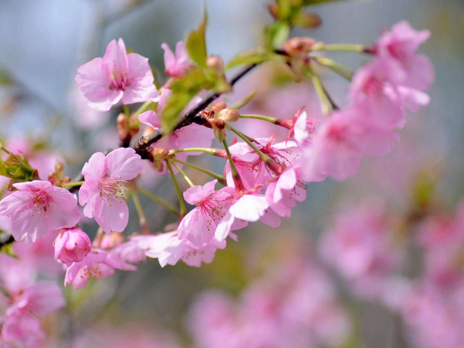 Обои ветка, весна, розовый, вишня, сакура, branch, spring, pink, cherry, sakura разрешение 2048x1356 Загрузить