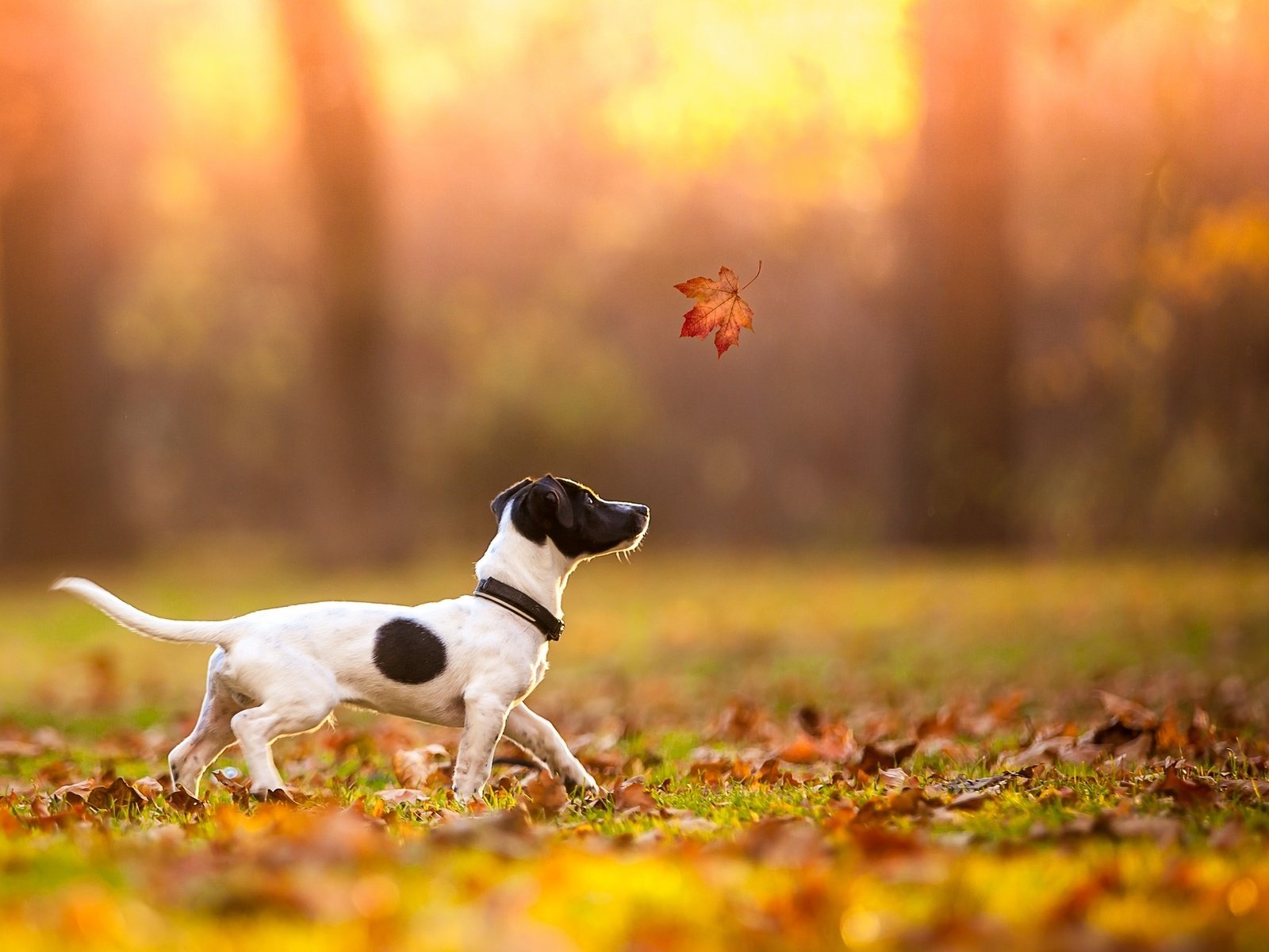 Обои осень, лист, щенок, клен, джек-рассел-терьер, autumn, sheet, puppy, maple, jack russell terrier разрешение 2048x1365 Загрузить