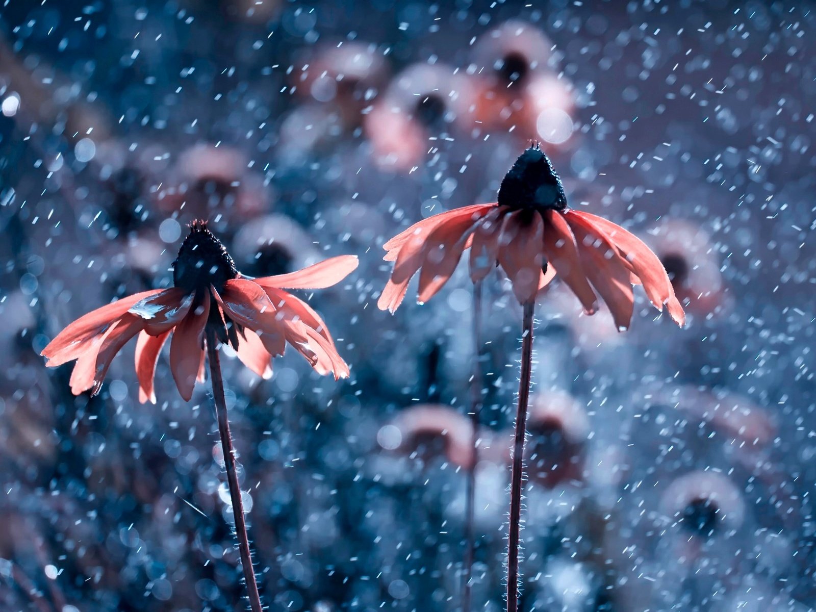 Обои цветы, природа, капли, дождь, рудбекия, flowers, nature, drops, rain, rudbeckia разрешение 2500x1667 Загрузить