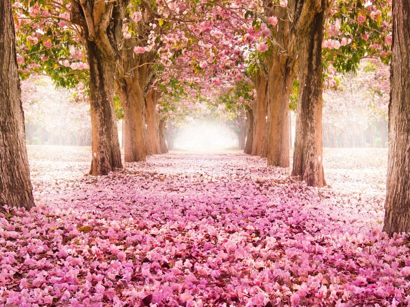 О д т цветших. Фотообои красивые. Розовые цветы. Весенняя аллея. Очень красиво.
