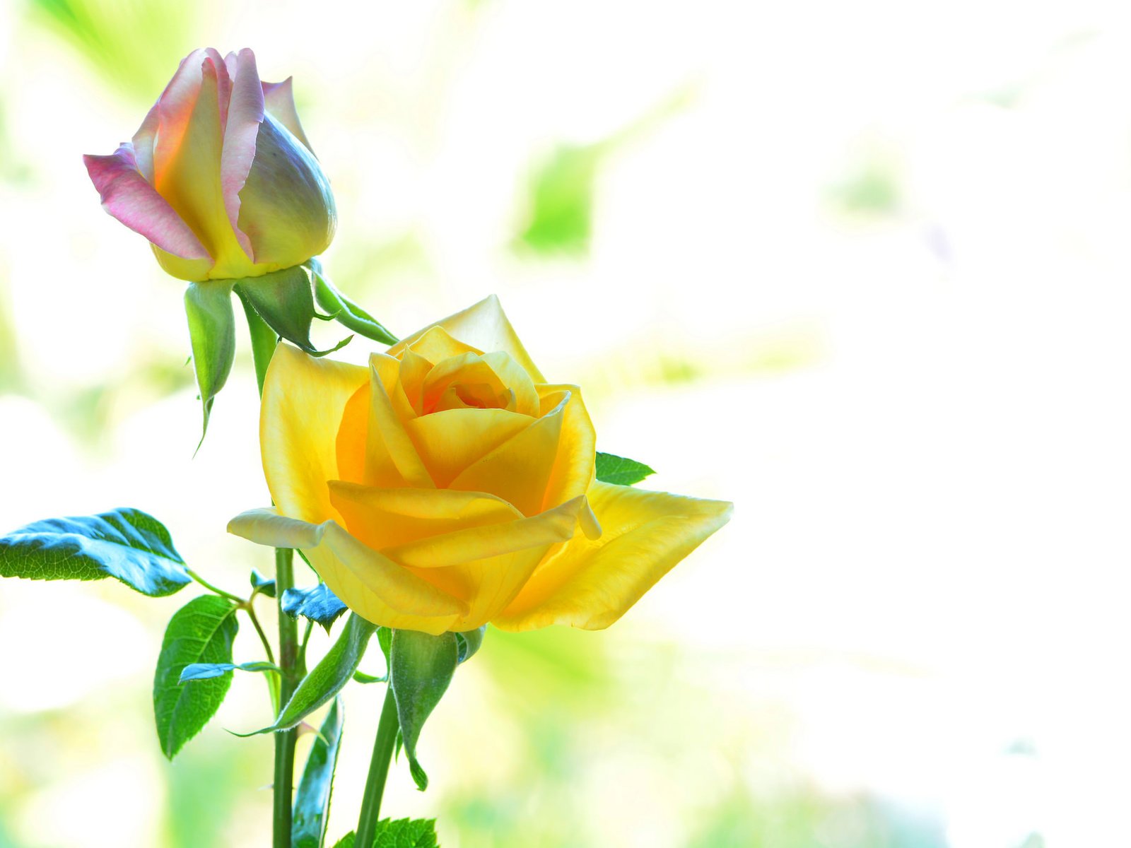 Обои цвета, макро, розы, лепестки, color, macro, roses, petals разрешение 2048x1365 Загрузить