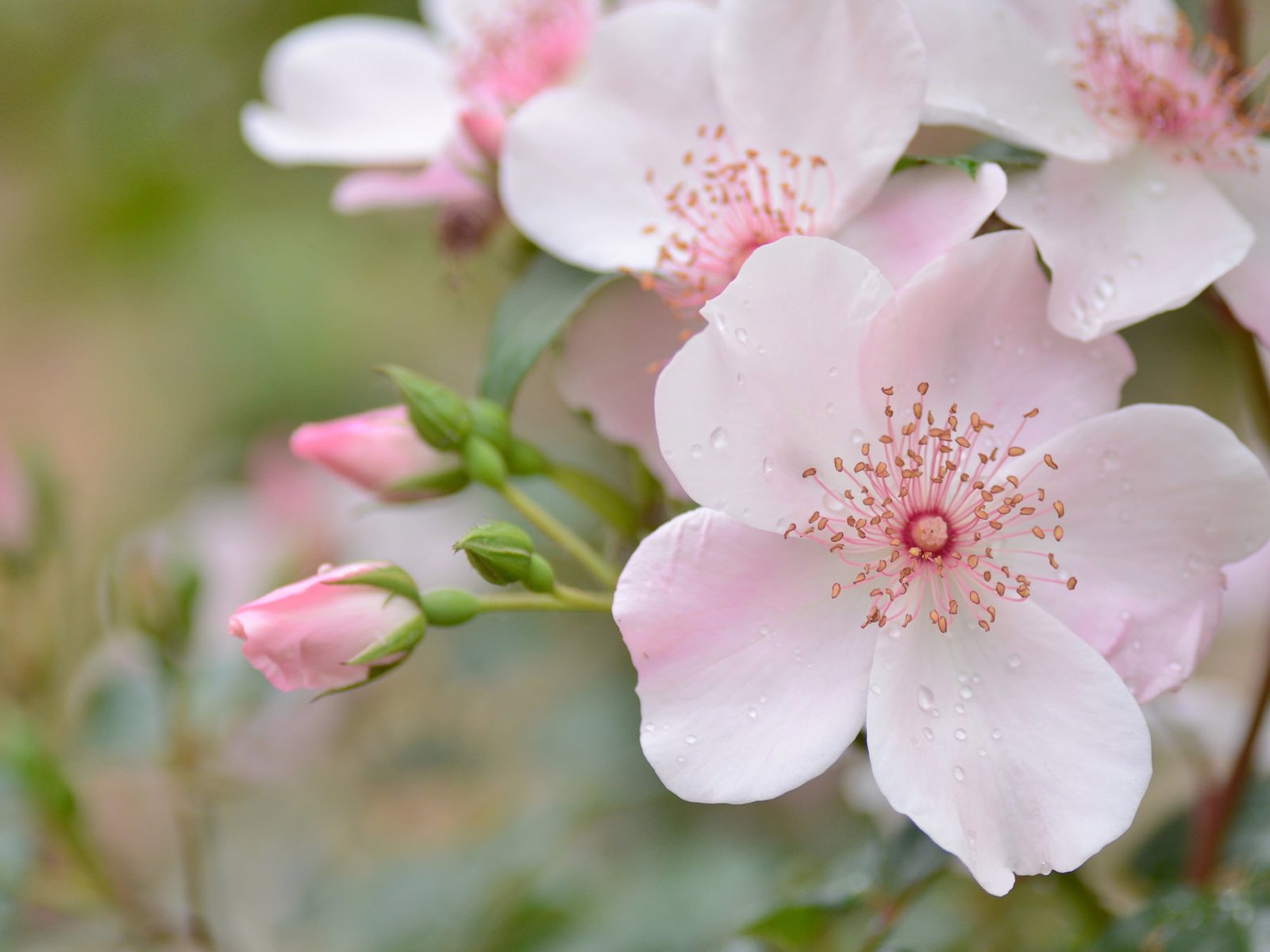 Обои цветы, бутоны, макро, капли, лепестки, шиповник, розовый, нежность, flowers, buds, macro, drops, petals, briar, pink, tenderness разрешение 2048x1356 Загрузить