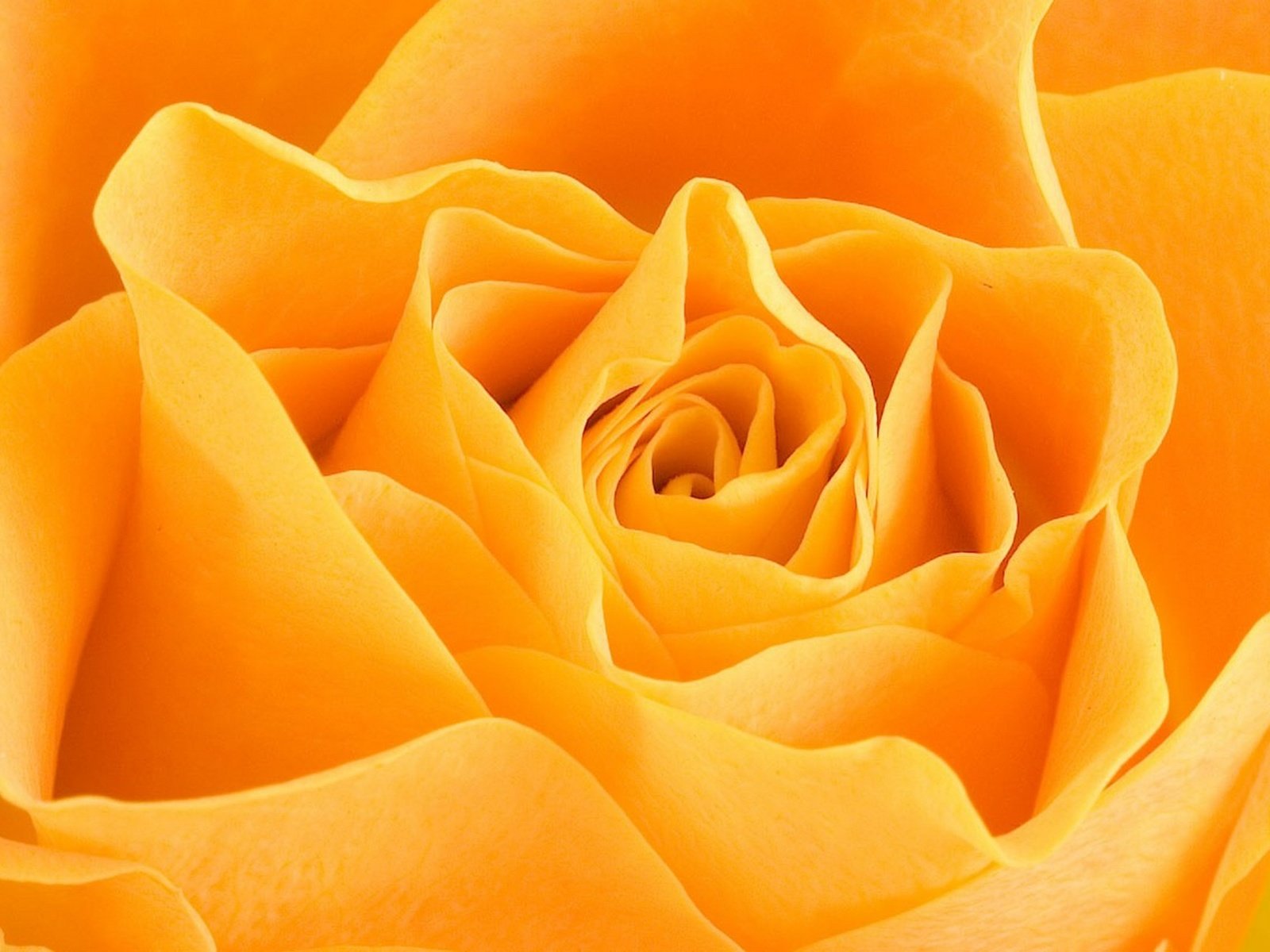 Обои макро, цветок, роза, жёлтая, macro, flower, rose, yellow разрешение 1920x1280 Загрузить