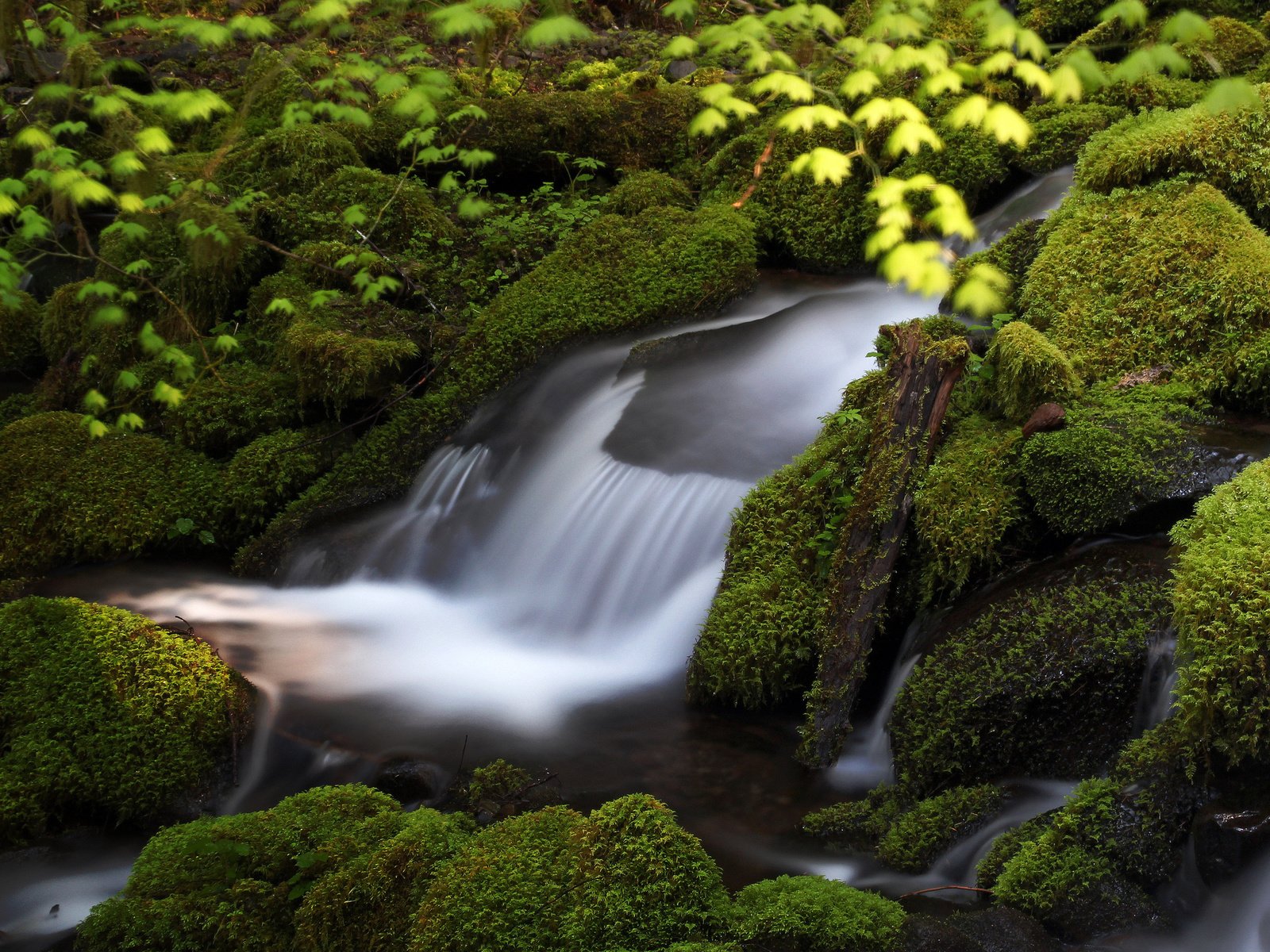 Обои вода, камни, зелень, поток, мох, water, stones, greens, stream, moss разрешение 2048x1464 Загрузить