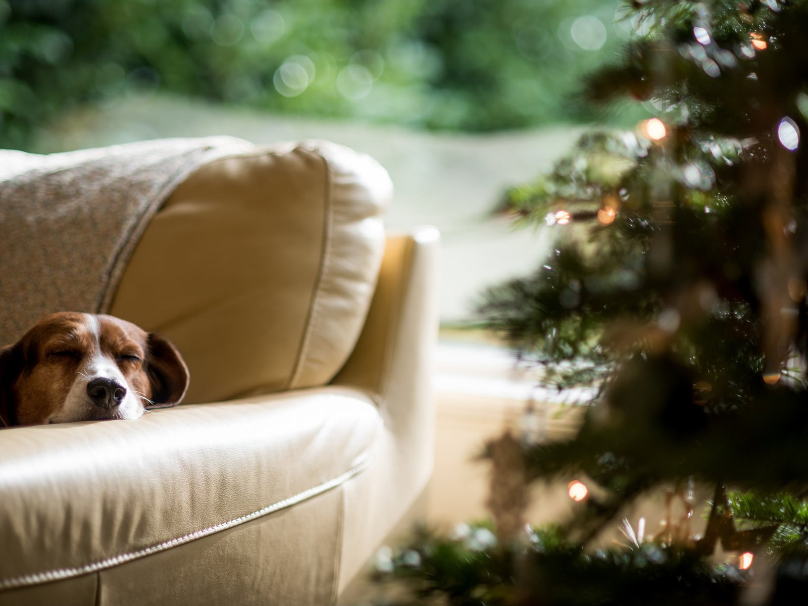 Обои новый год, елка, собака, спит, new year, tree, dog, sleeping разрешение 2048x1400 Загрузить