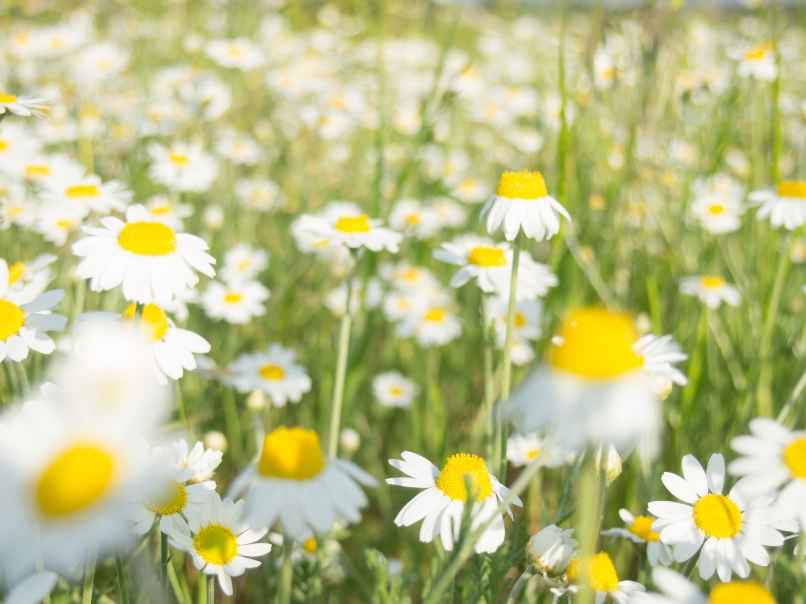 Обои цветы, лето, ромашки, белые, flowers, summer, chamomile, white разрешение 4032x2520 Загрузить