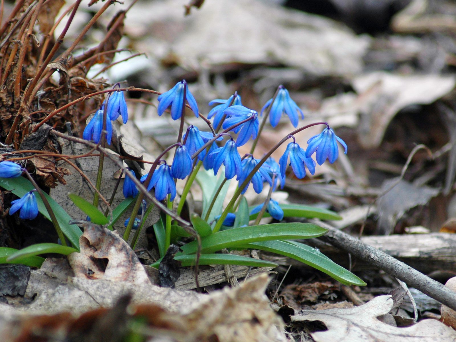 Обои цветы, природа, весна, пролески, flowers, nature, spring, scilla разрешение 3008x2000 Загрузить