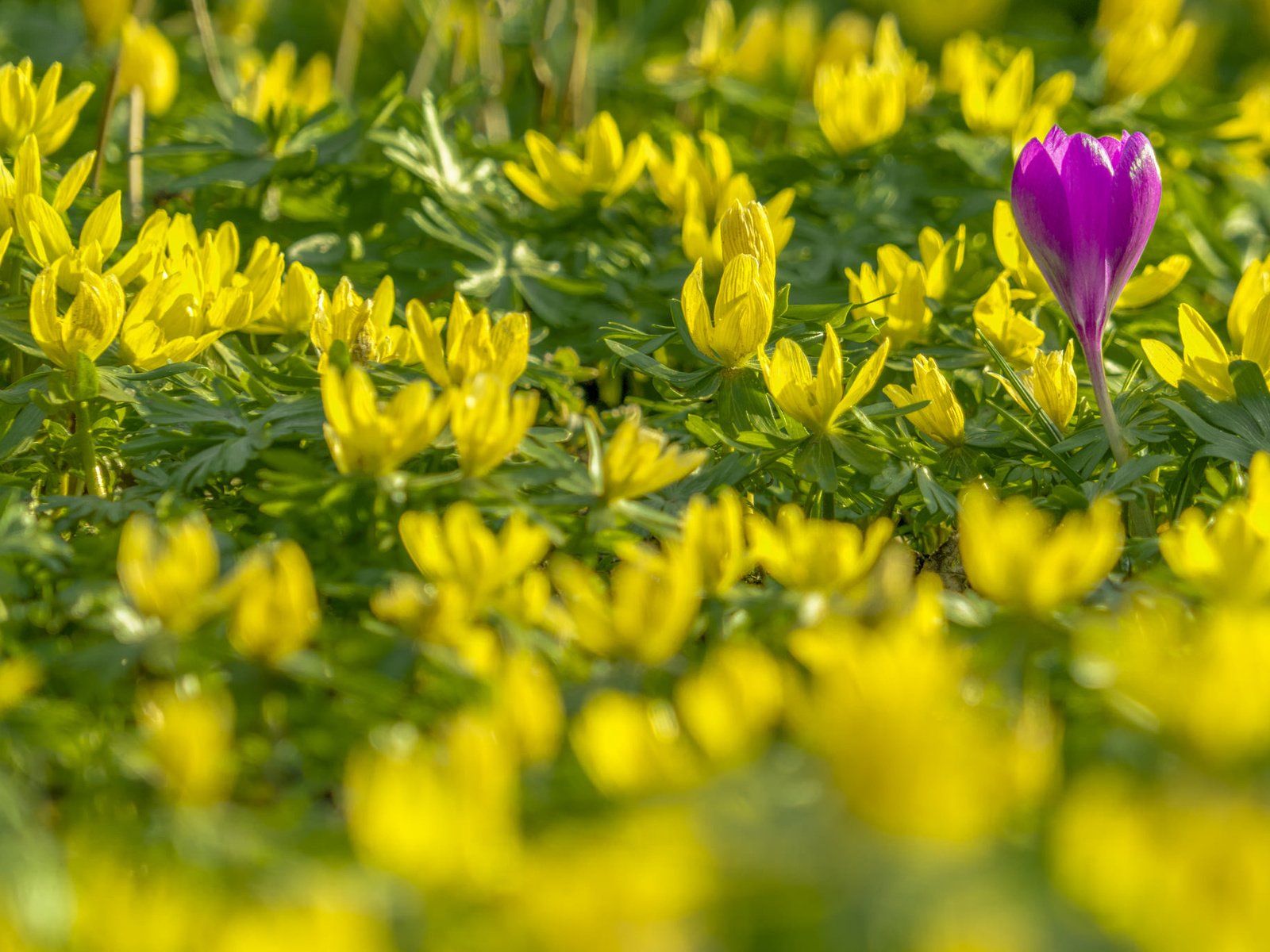 Обои весна, крокус, боке, весенник зимующий, spring, krokus, bokeh, vesennik wintering разрешение 2048x1365 Загрузить