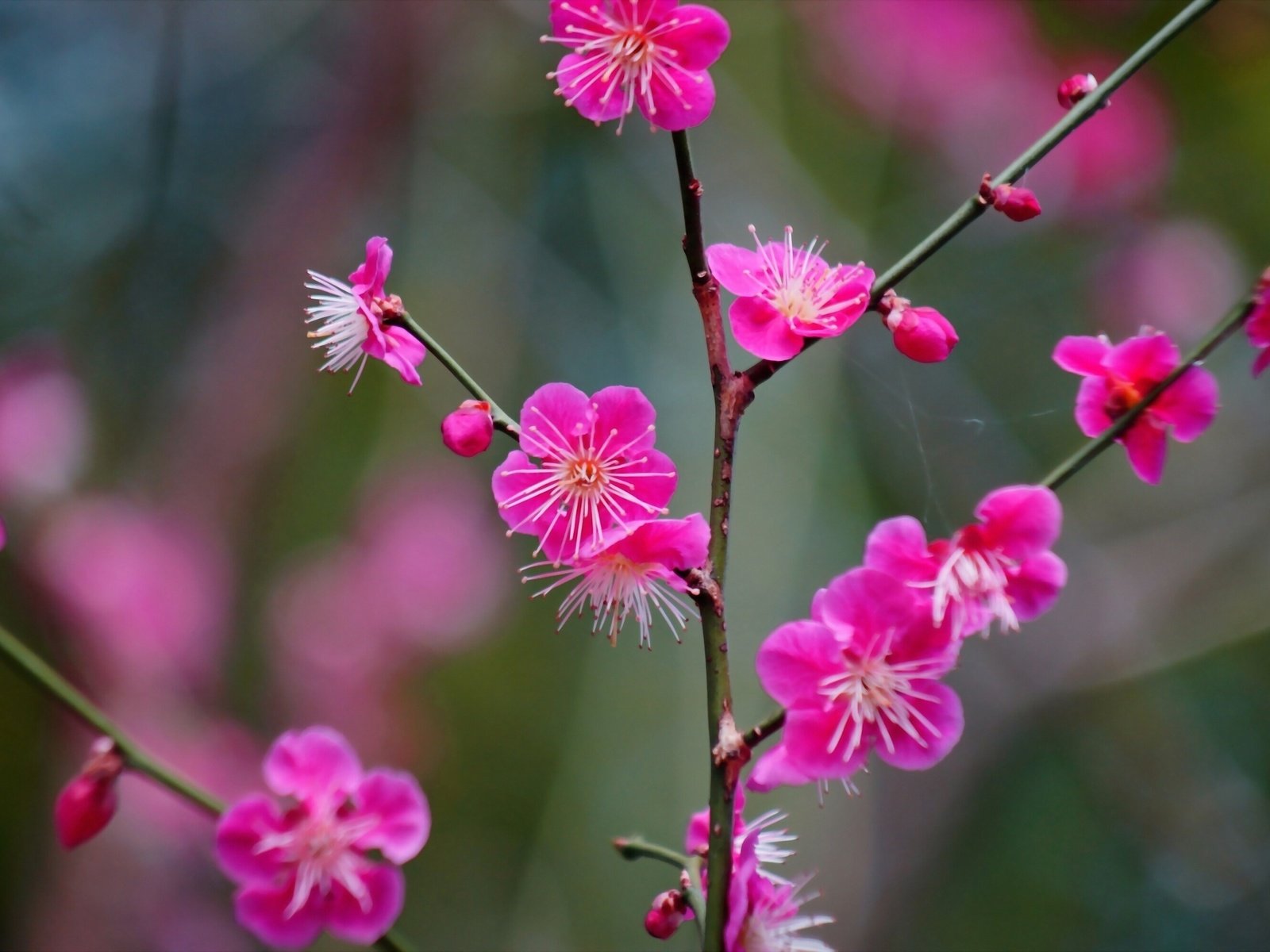 Обои ветка, цветение, цветки, абрикос японский, branch, flowering, flowers, apricot japanese разрешение 2560x1707 Загрузить