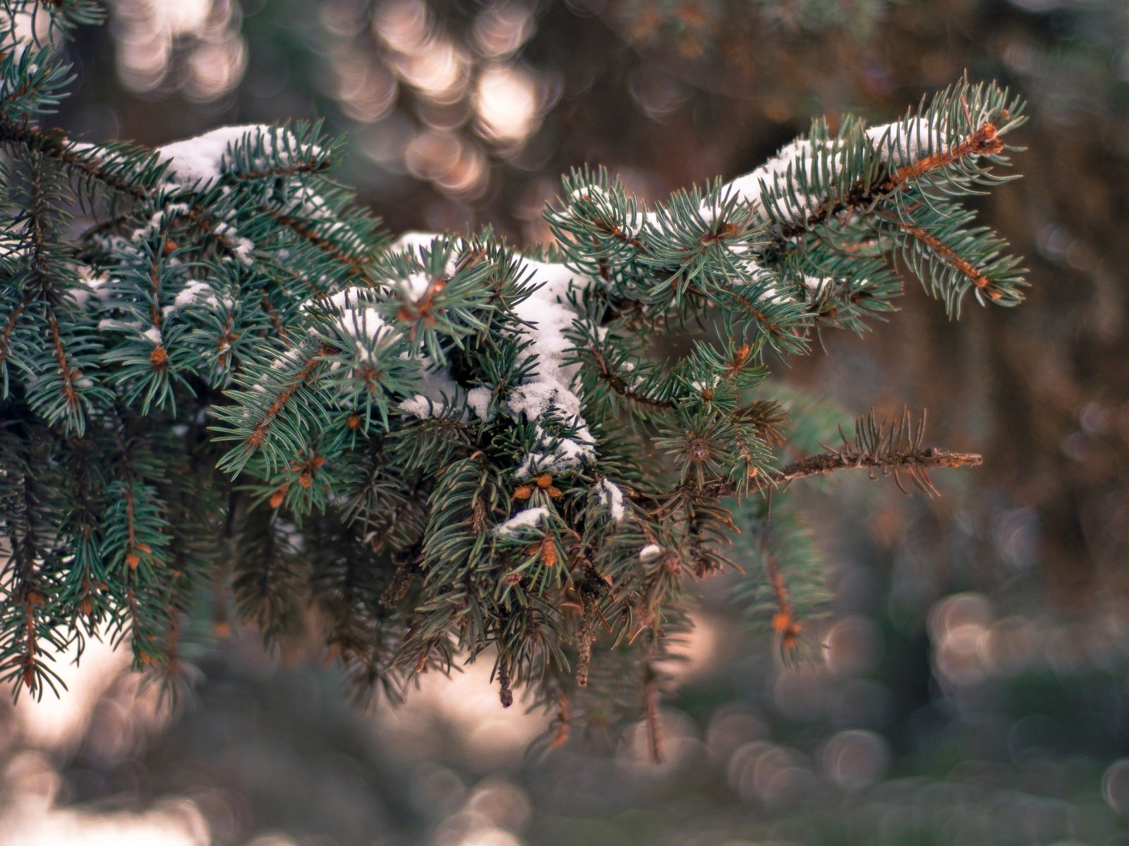 Обои снег, елка, хвоя, зима, ветки, иголки, snow, tree, needles, winter, branches разрешение 4288x2848 Загрузить