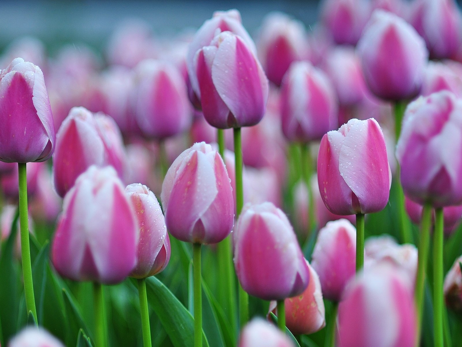 Обои бутоны, тюльпаны, много, buds, tulips, a lot разрешение 2500x1570 Загрузить