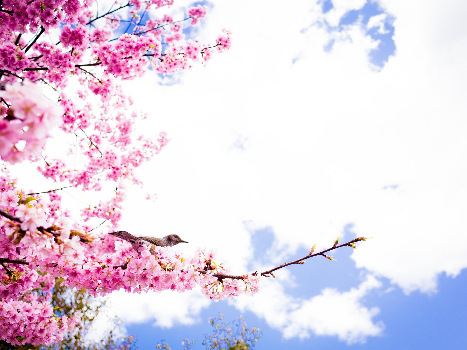 Обои небо, облака, цветение, ветки, лепестки, птица, весна, сакура, the sky, clouds, flowering, branches, petals, bird, spring, sakura разрешение 2048x1357 Загрузить