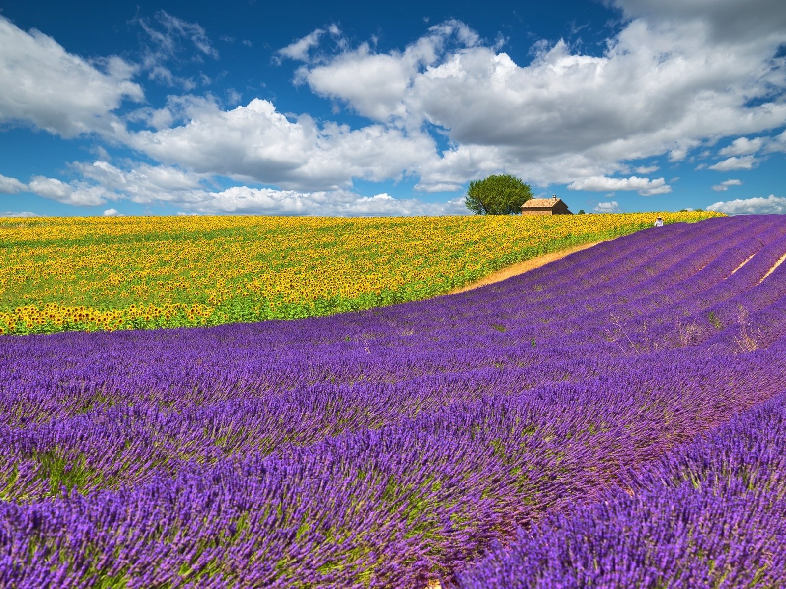 Обои небо, облака, желтый, поле, лаванда, подсолнухи, сиреневый, the sky, clouds, yellow, field, lavender, sunflowers, lilac разрешение 2000x1278 Загрузить