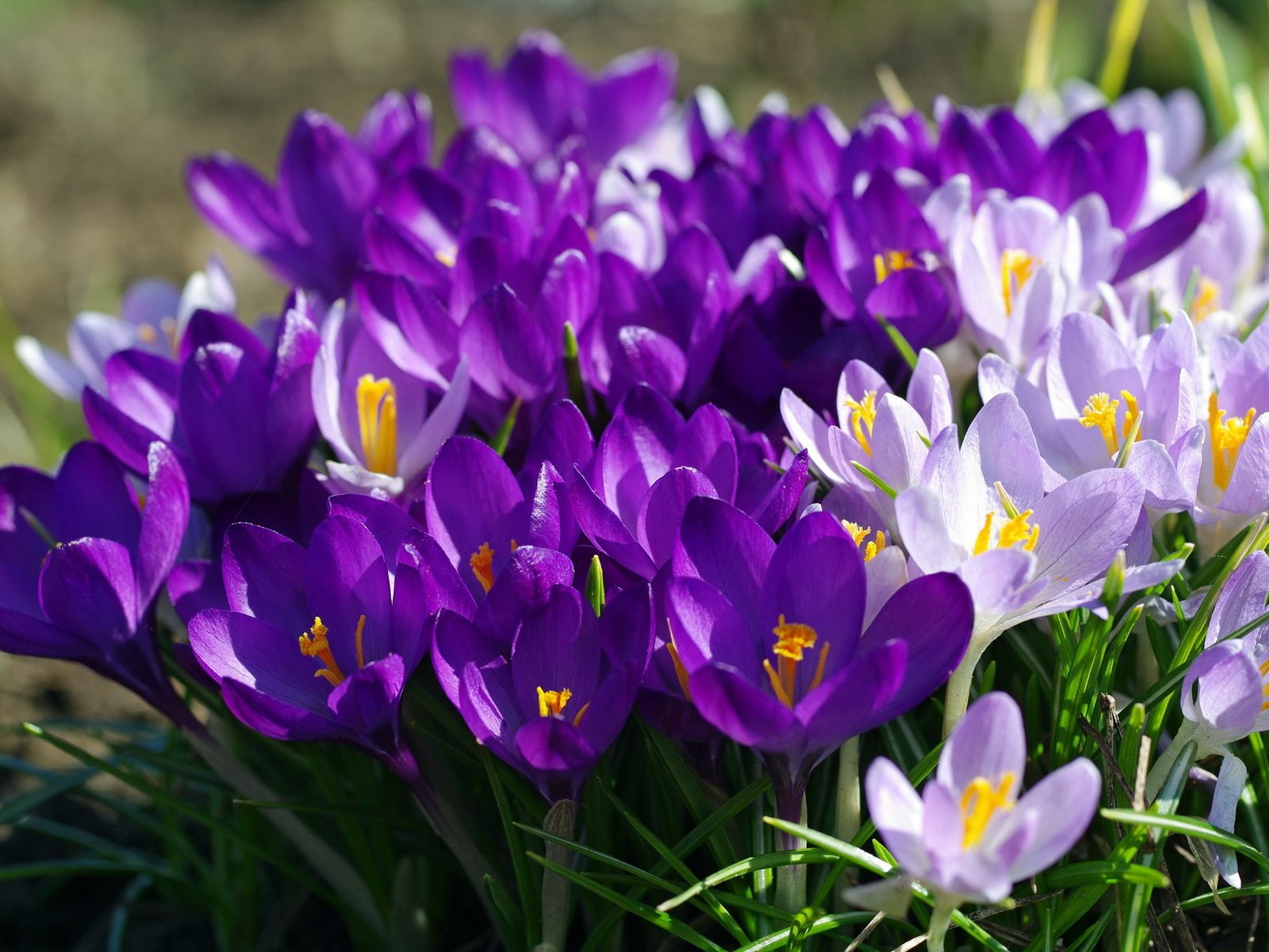 Обои фиолетовый, весна, крокусы, purple, spring, crocuses разрешение 2232x1484 Загрузить