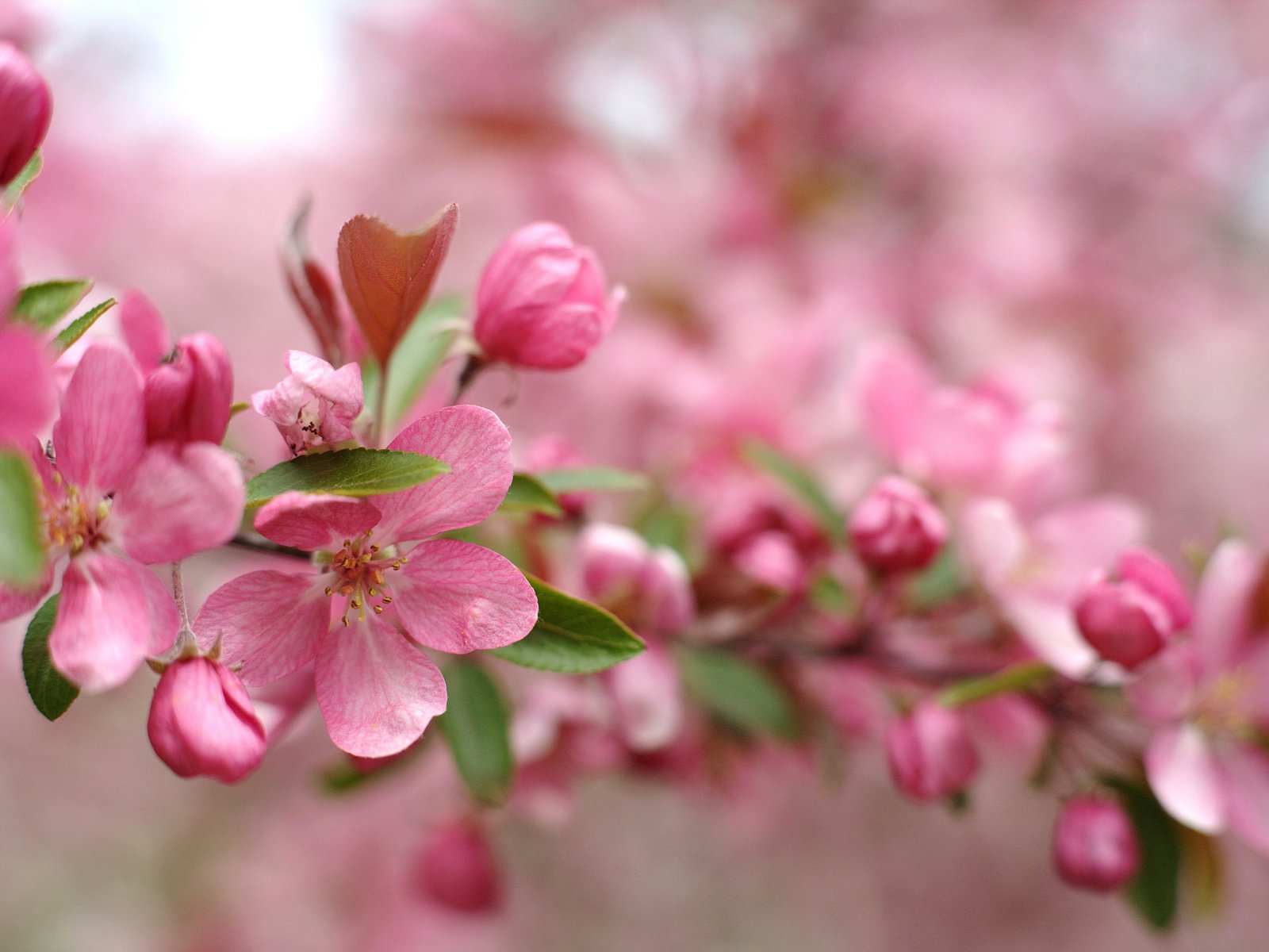 Обои цветы, ветка, цветение, размытость, весна, розовый, flowers, branch, flowering, blur, spring, pink разрешение 2048x1363 Загрузить