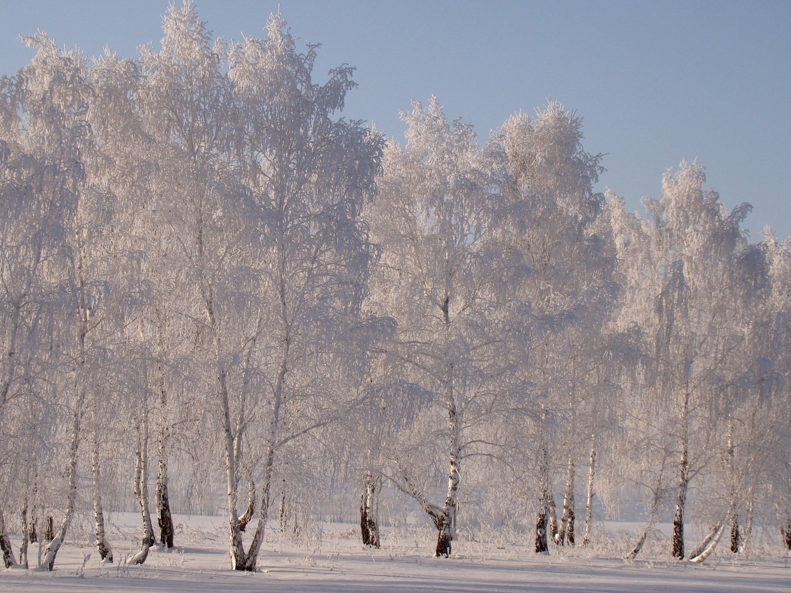 Обои снег, зима, березы, иней, snow, winter, birch, frost разрешение 1920x1331 Загрузить