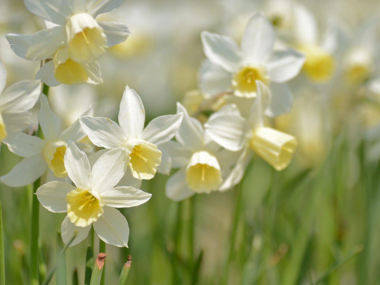 Обои макро, весна, нарциссы, macro, spring, daffodils разрешение 2048x1356 Загрузить