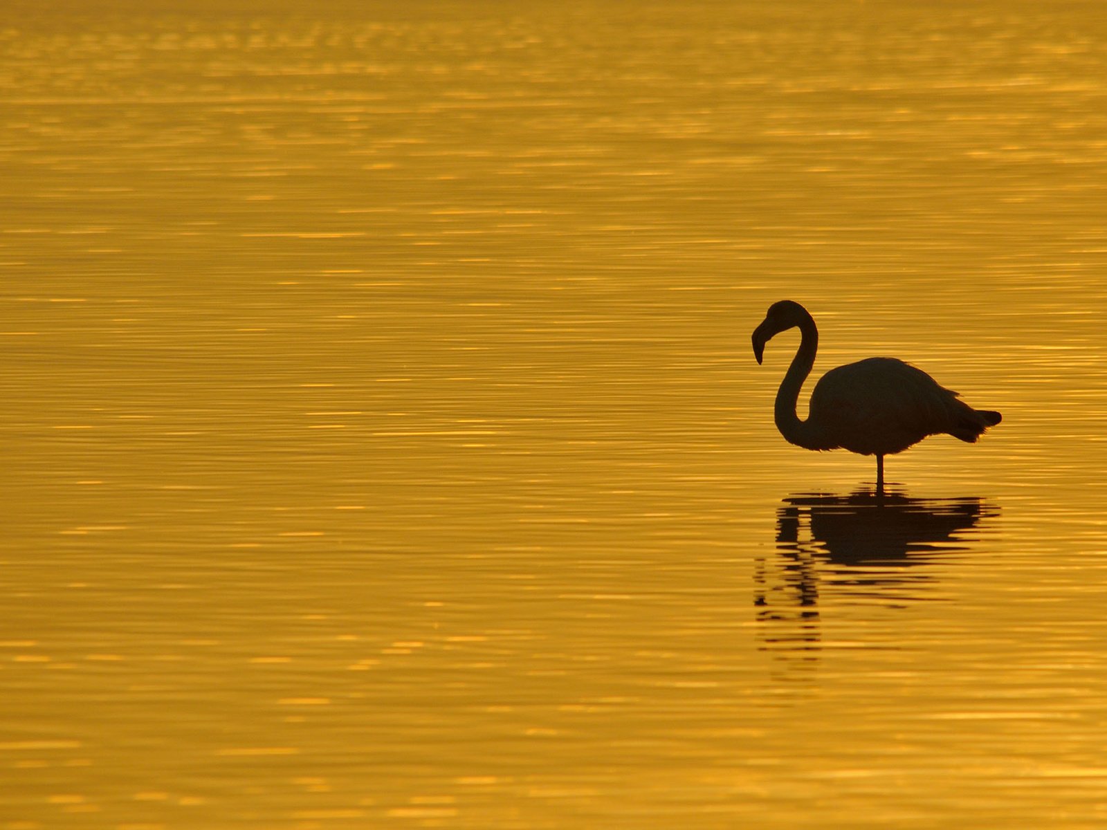 Обои море, птица, силуэт, sea, bird, silhouette разрешение 2303x1552 Загрузить