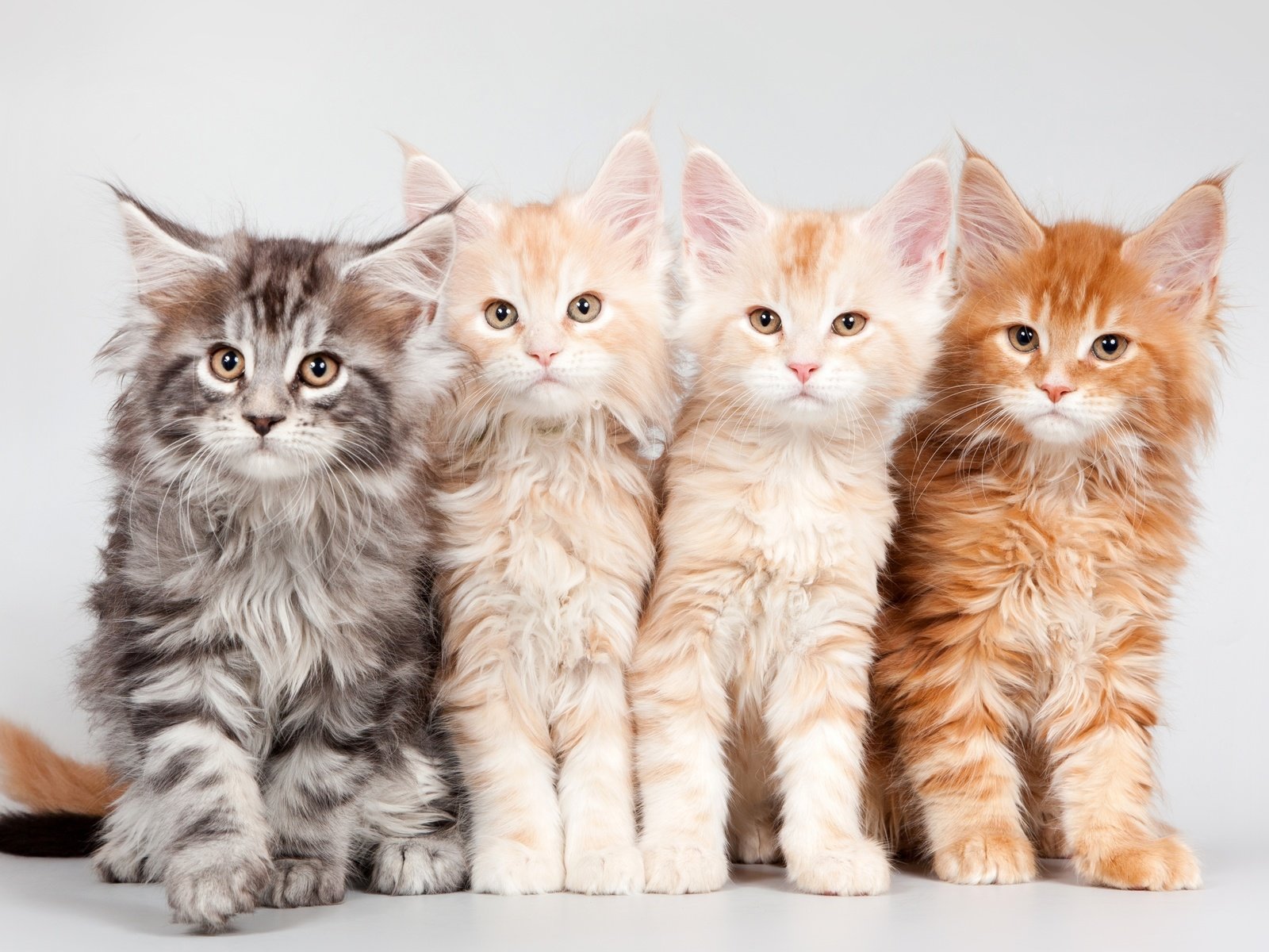 Обои котята, квартет, мейн-кун, kittens, quartet, maine coon разрешение 3000x1852 Загрузить