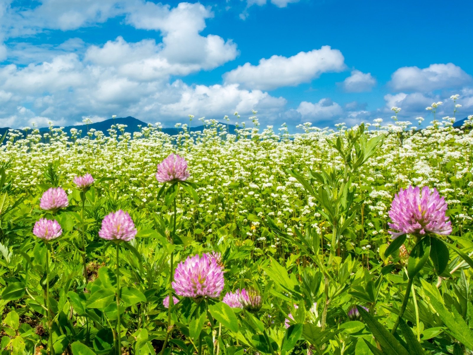 Обои небо, клевер, лето, луг, the sky, clover, summer, meadow разрешение 2048x1366 Загрузить