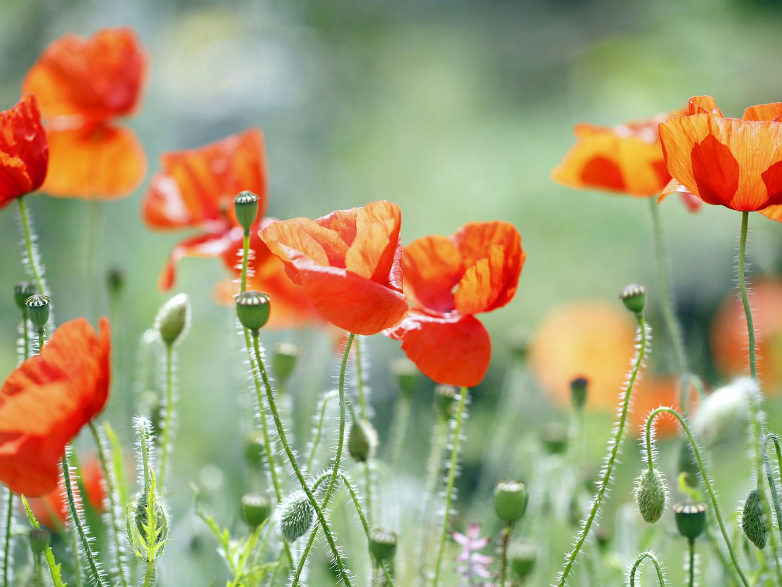 Обои трава, природа, поле, лепестки, маки, луг, grass, nature, field, petals, maki, meadow разрешение 3840x2160 Загрузить