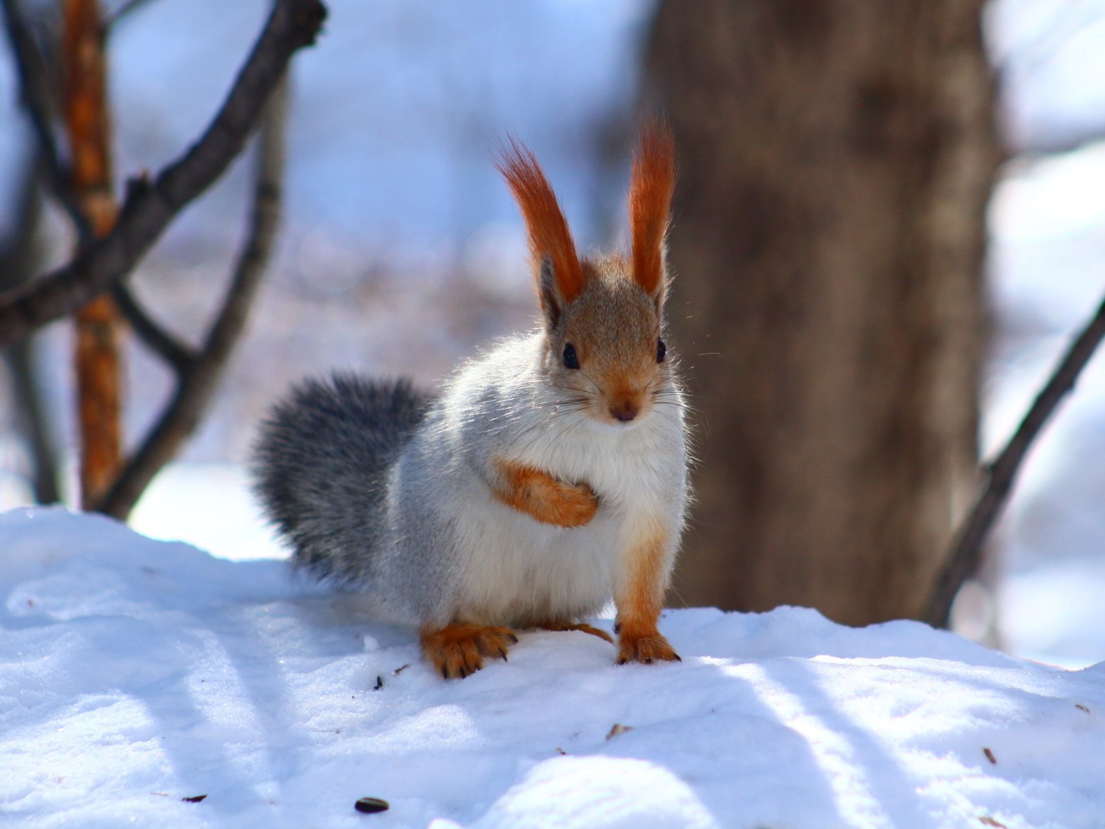 Обои снег, зима, животное, белка, зверек, белочка, грызун, snow, winter, animal, protein, squirrel, rodent разрешение 1920x1280 Загрузить