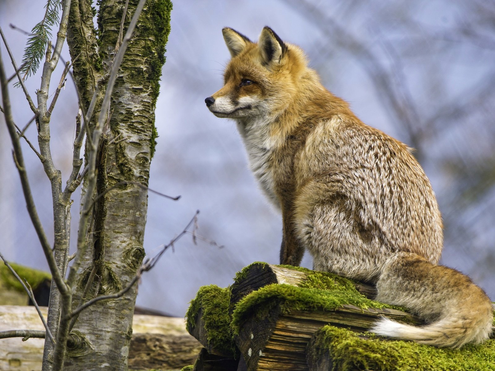 Обои дерево, рыжая, лиса, хищник, tree, red, fox, predator разрешение 3000x1997 Загрузить