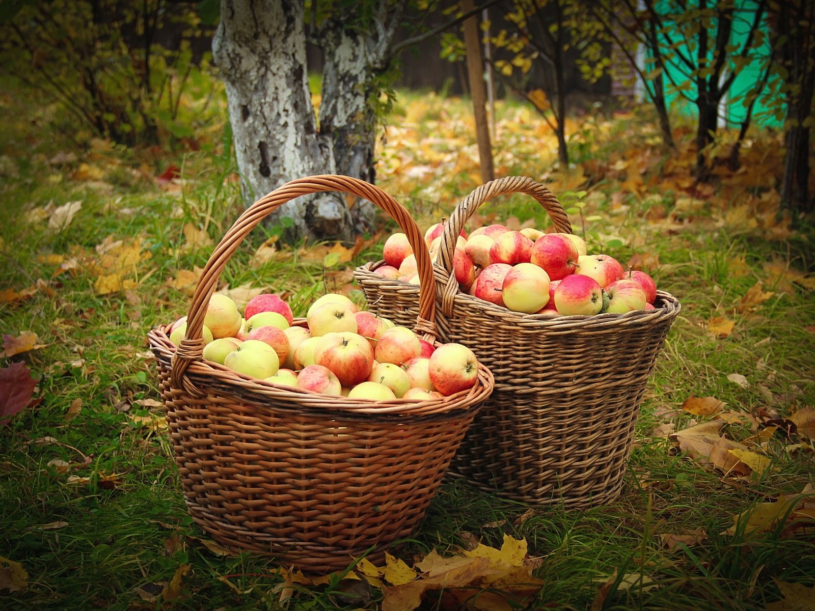 Обои фрукты, яблоки, осень, сад, урожай, плоды, корзины, fruit, apples, autumn, garden, harvest, basket разрешение 2100x1400 Загрузить