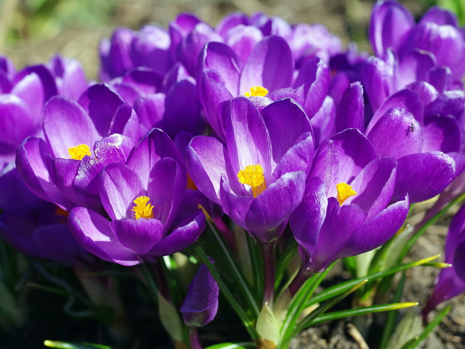 Обои весна, фиолетовые, крокусы, spring, purple, crocuses разрешение 2232x1484 Загрузить