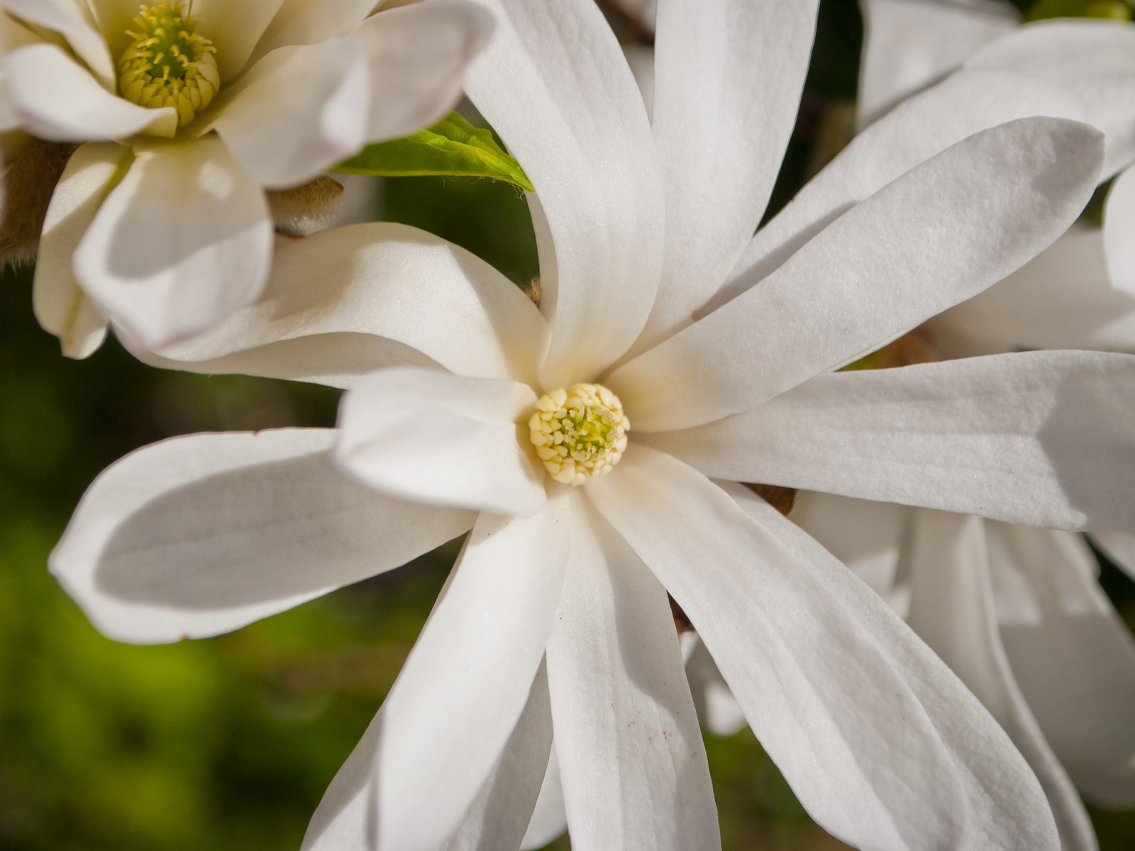 Обои макро, белая, магнолия, macro, white, magnolia разрешение 2048x1371 Загрузить