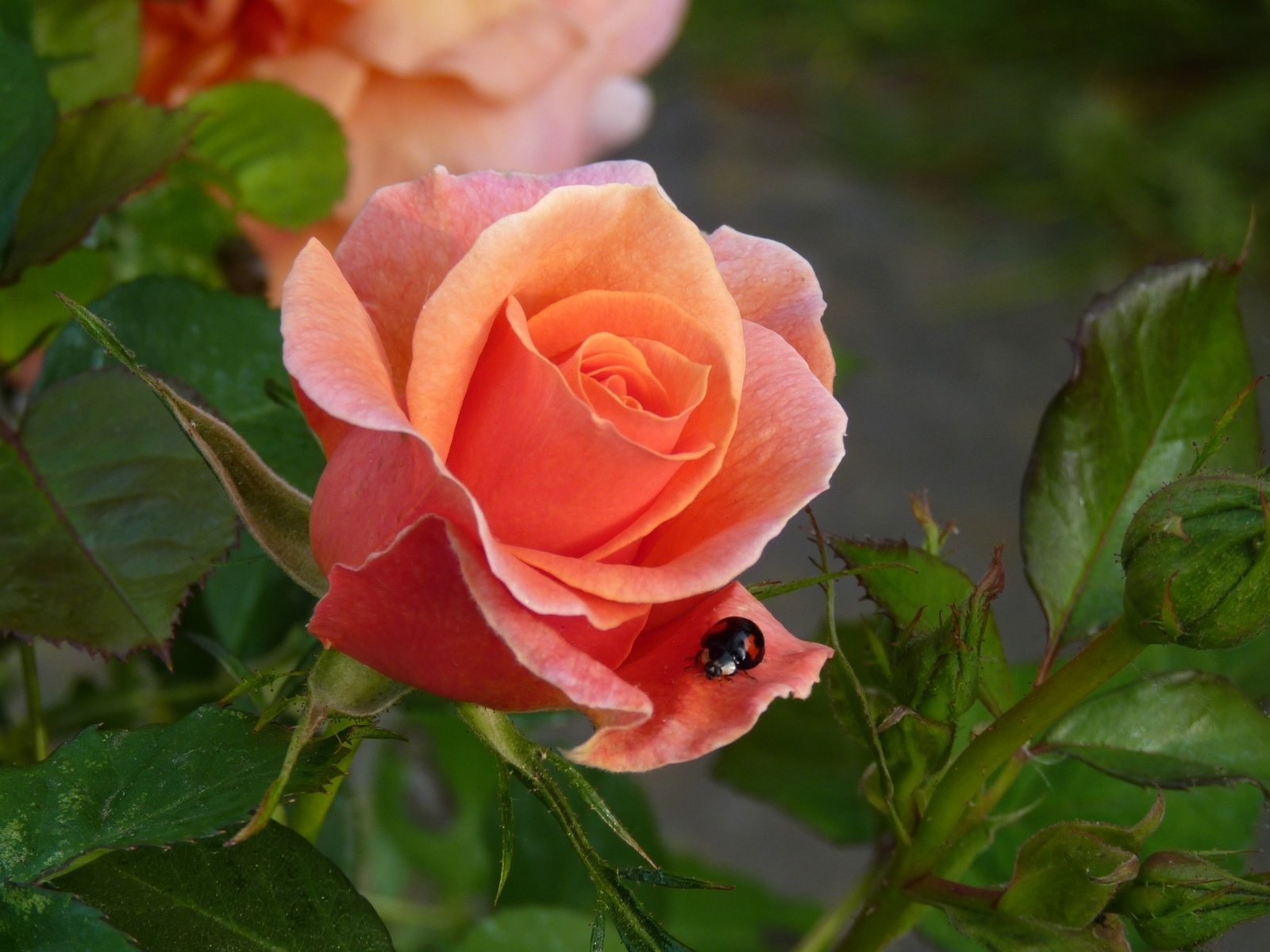 Обои роза, божья коровка, бутон, rose, ladybug, bud разрешение 1920x1284 Загрузить
