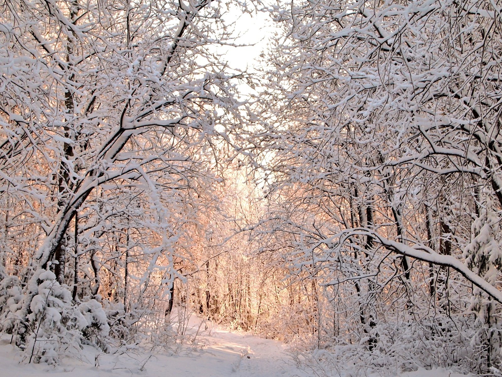 Обои деревья, снег, зима, trees, snow, winter разрешение 2300x1535 Загрузить