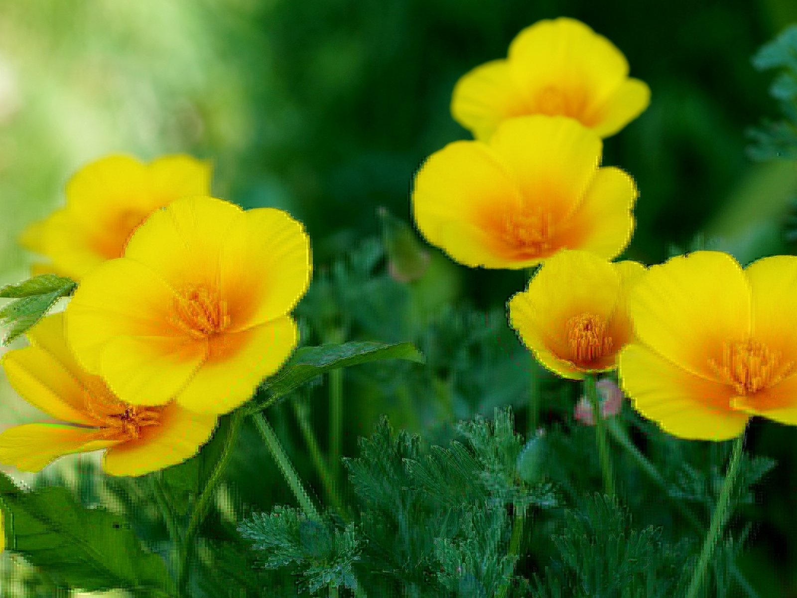 Обои желтый, эшшольция, калифорнийский мак, yellow, escholzia, california poppy разрешение 2400x1504 Загрузить