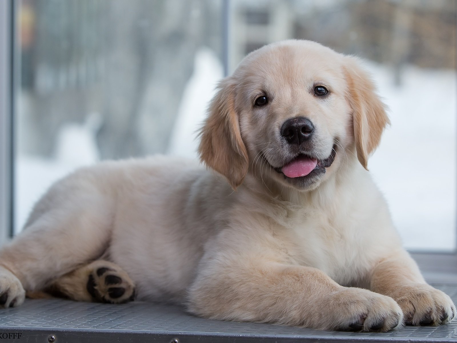 Обои щенок, золотистый ретривер, голден ретривер малыш, puppy, golden retriever, golden retriever baby разрешение 3000x1981 Загрузить