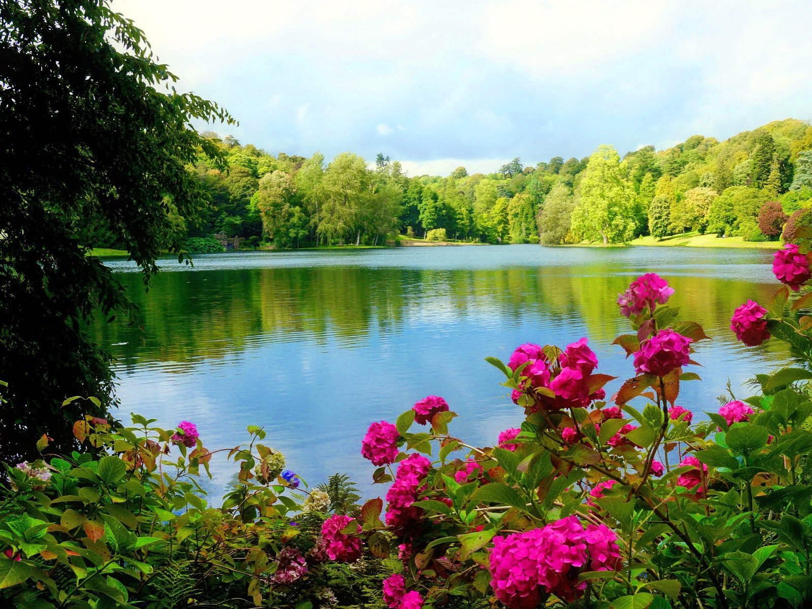 Обои цветы, деревья, озеро, лес, деревь, лейка,  цветы, валлпапер, flowers, trees, lake, forest, wallpaper разрешение 2048x1361 Загрузить